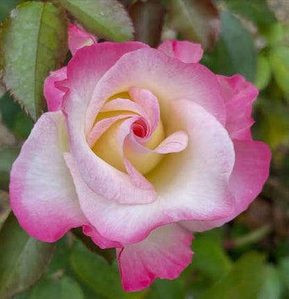 Bees Plant Hub Tricolour Rose Highly Fragrant Rare Live Plant
