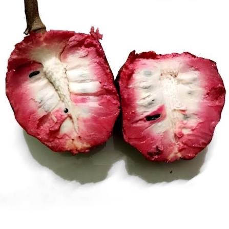 Bees Plant Hub Tropical Red Cherimoya (Annona reticulata) Fruit Live Plant