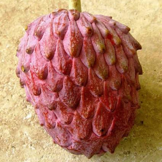 Bees Plant Hub Tropical Red Cherimoya (Annona reticulata) Fruit Live Plant