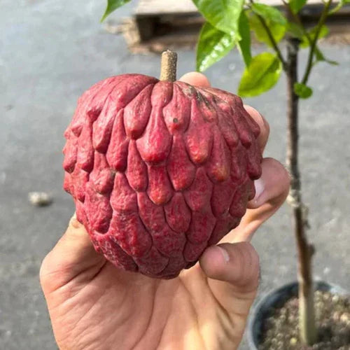 Bees Plant Hub Tropical Red Cherimoya (Annona reticulata) Fruit Live Plant
