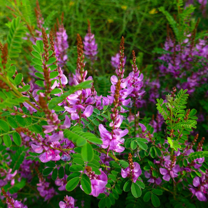 Indigo/ Neela Amari (Indigofera tinctoria) Live Plant