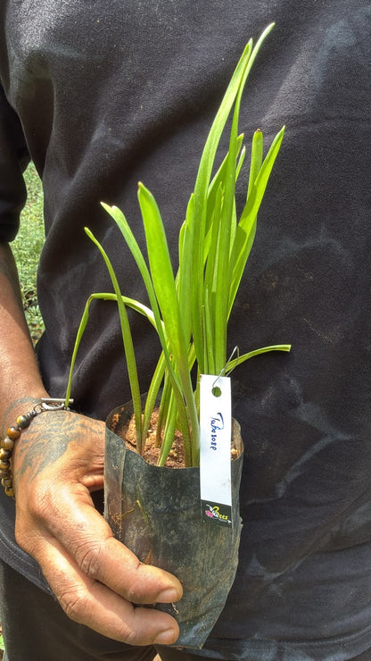 Bees Plant Hub Tuberose (Sampangi) All Time Flowering Fragrant Live Plant - Multi Petal
