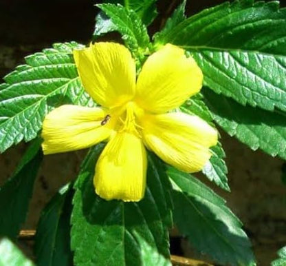 Bees Plant Hub Turnera Ulmifolia / Sage Rose Flowering Live Plant