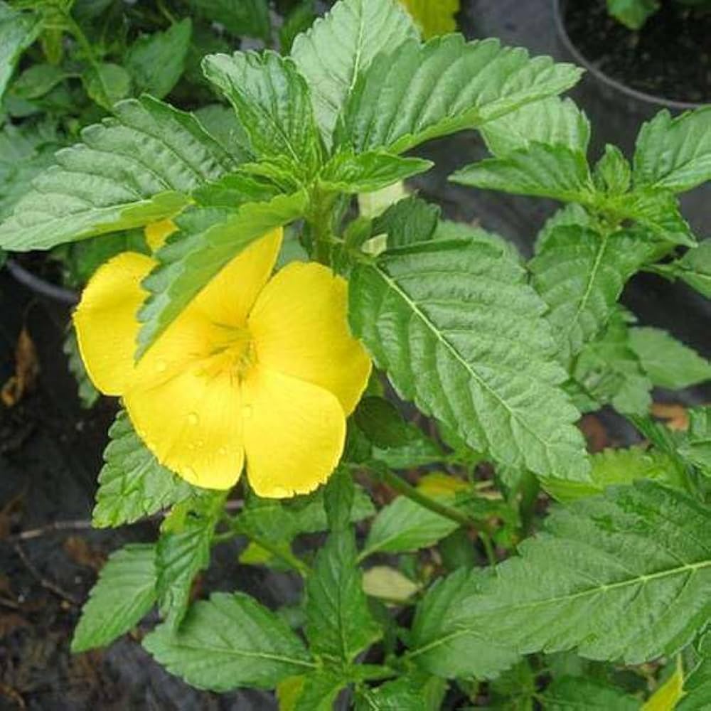 Bees Plant Hub Turnera Ulmifolia / Sage Rose Flowering Live Plant