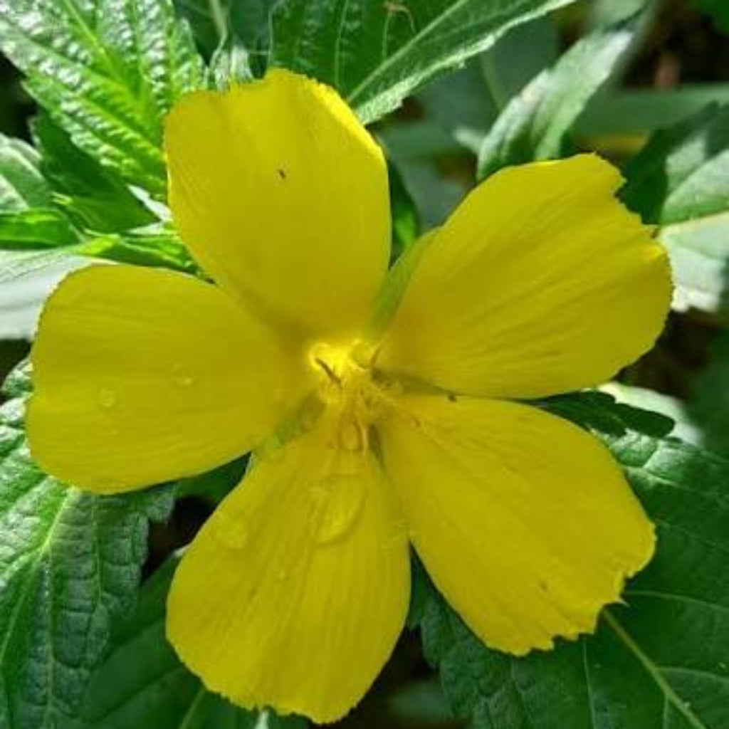 Bees Plant Hub Turnera Ulmifolia / Sage Rose Flowering Live Plant