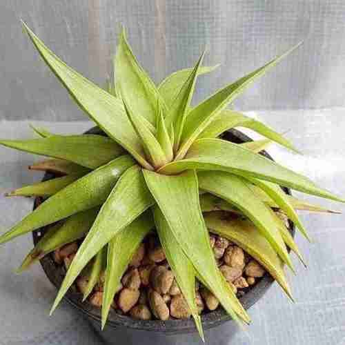 Bees Plant Hub Ubombo Haworthia Indoor / Outdoor Live Plant