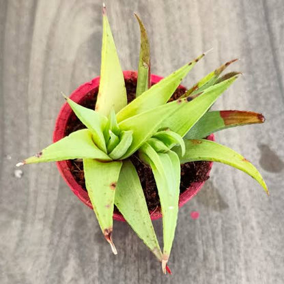 Bees Plant Hub Ubombo Haworthia Indoor / Outdoor Live Plant