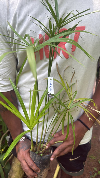 Bees Plant Hub Umbrella Palm (Cyperus alternifolius) Indoor / Outdoor Live Plant