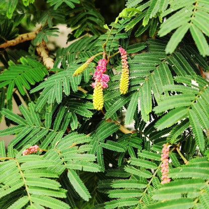 Shami / Jand (Prosopis cineraria) All Time Flowering Live Plant
