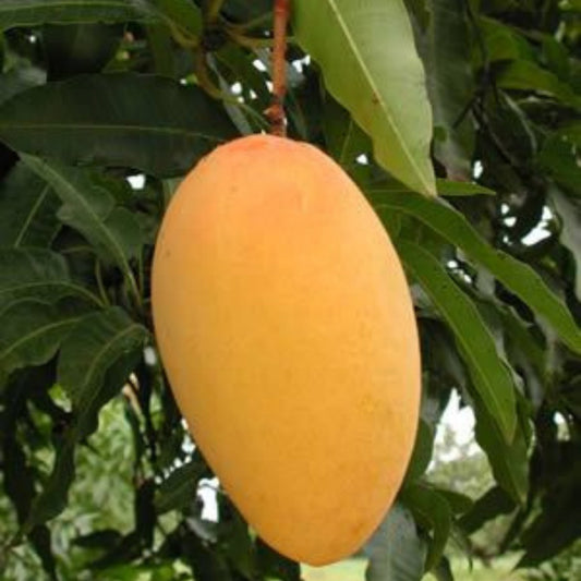 Brunei King Mango Grafted Live Plant