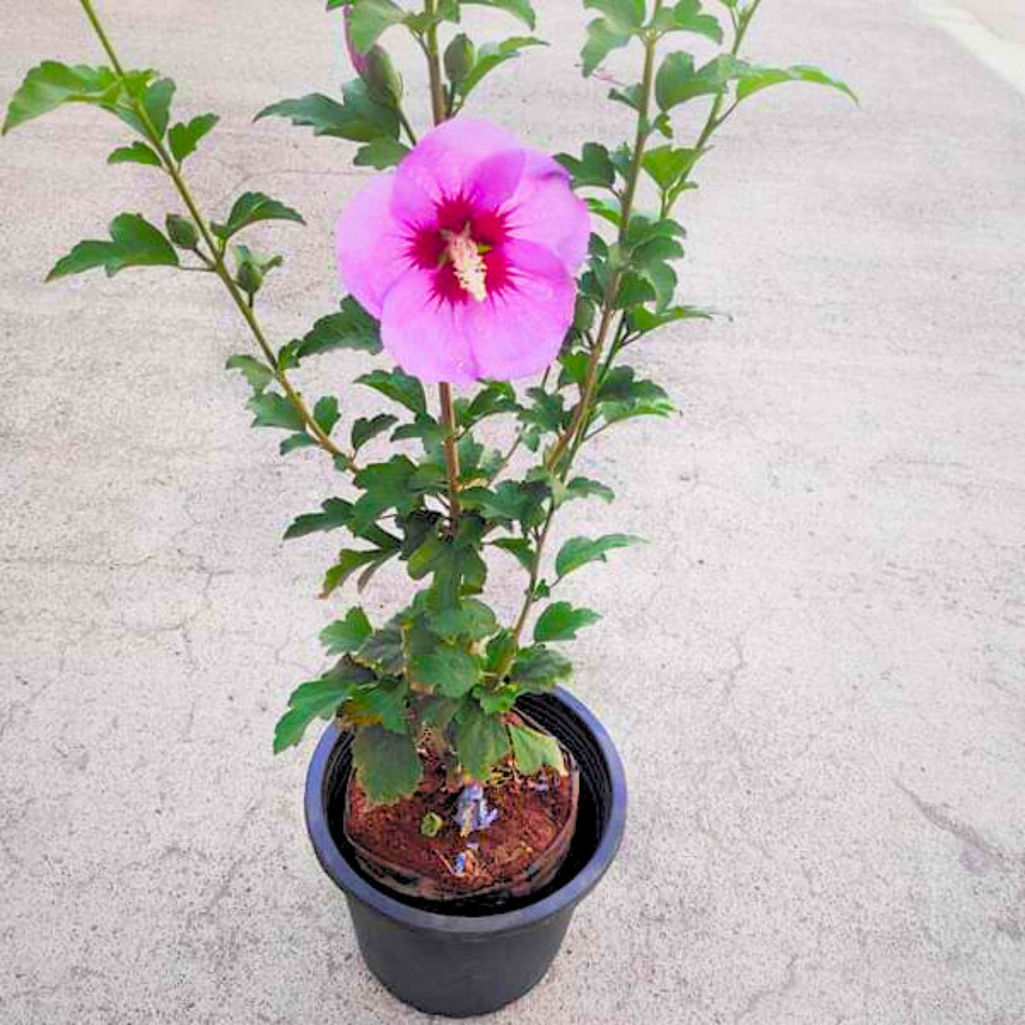 Purple Hibiscus Live Plant