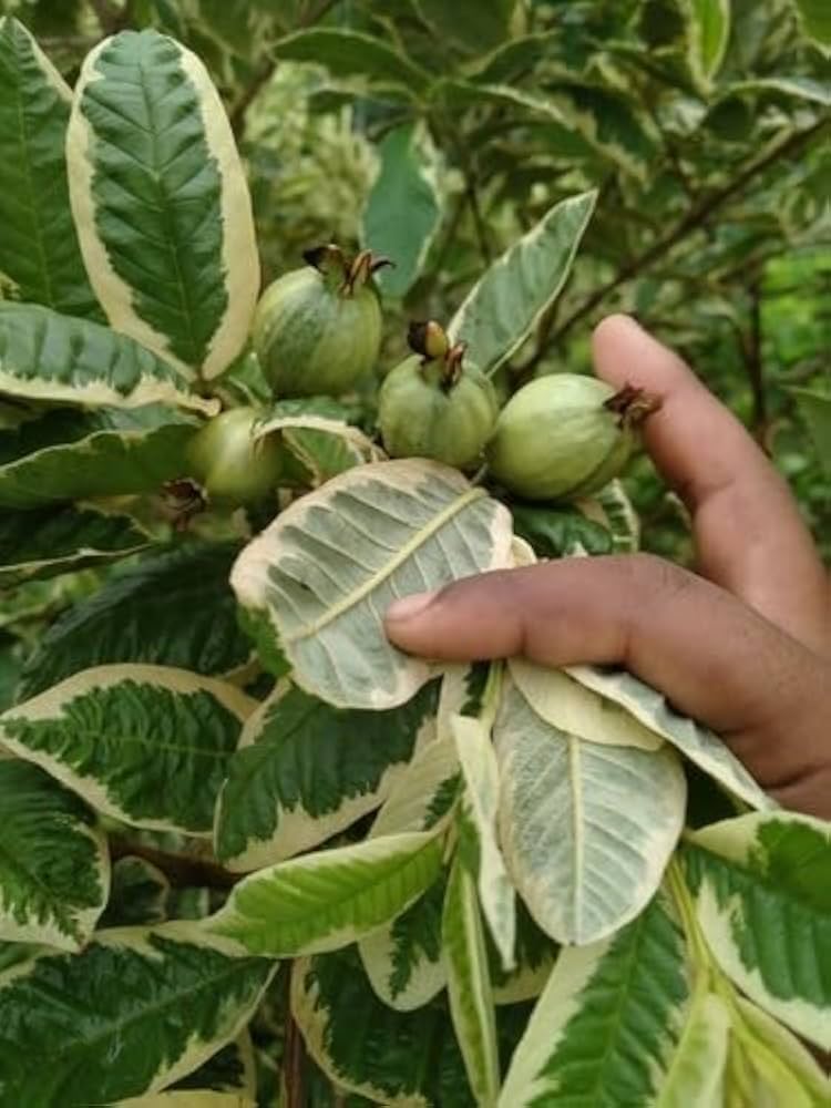 Bees Plant Hub Variegated Guava (धारियाँ वाली अमरूद) Fruit Live Plant
