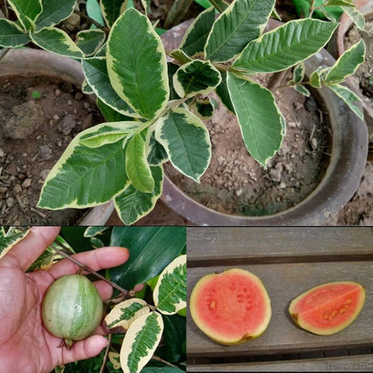 Bees Plant Hub Variegated Guava (धारियाँ वाली अमरूद) Fruit Live Plant