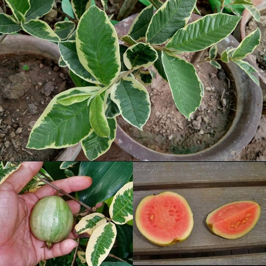 Bees Plant Hub Variegated Guava (धारियाँ वाली अमरूद) Fruit Live Plant