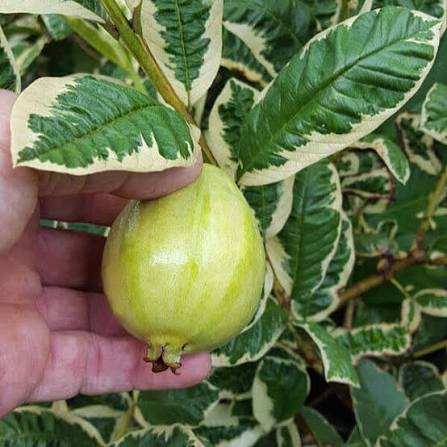 Bees Plant Hub Variegated Guava (धारियाँ वाली अमरूद) Fruit Live Plant