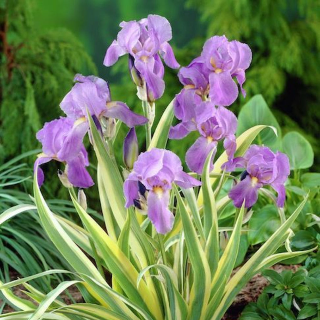 Bees Plant Hub Variegated Iris (Hungarian iris) Flowering Live Plant