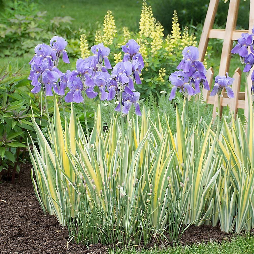 Bees Plant Hub Variegated Iris (Hungarian iris) Flowering Live Plant