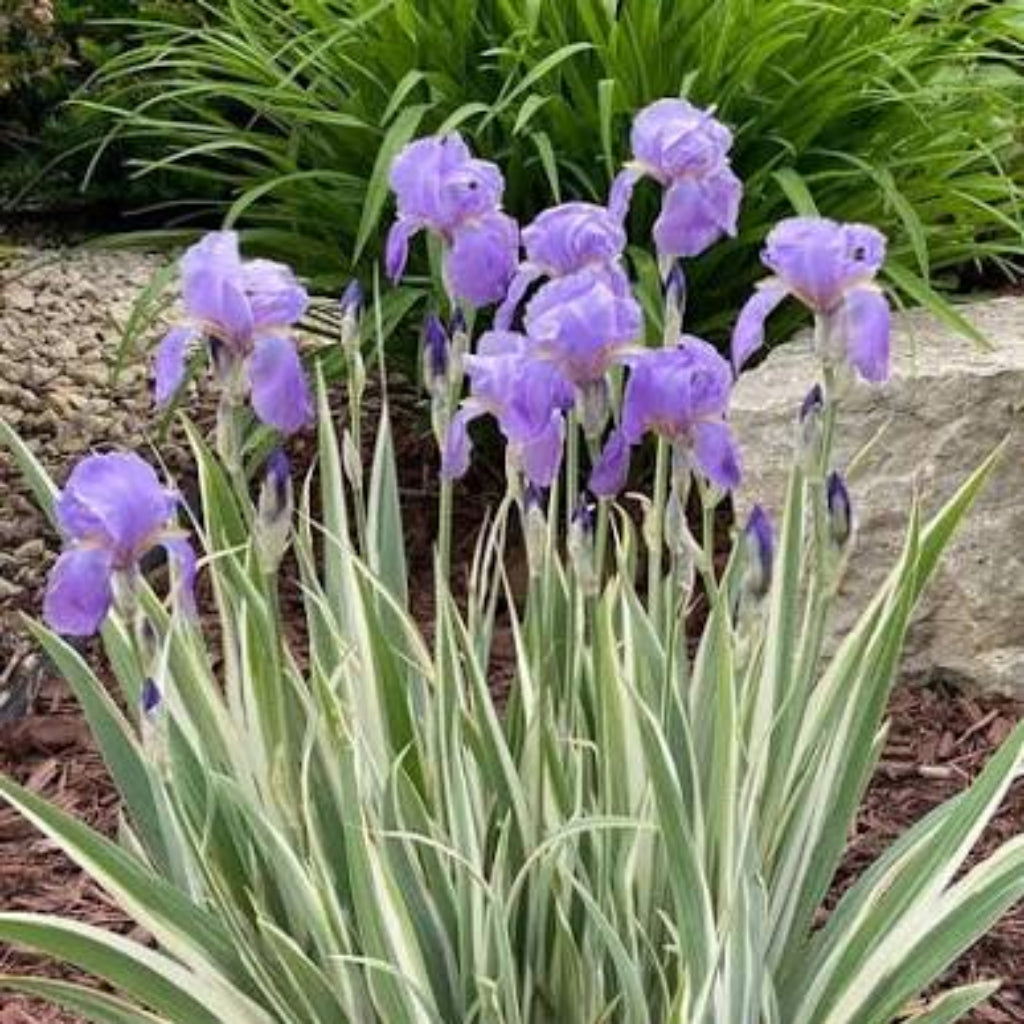 Bees Plant Hub Variegated Iris (Hungarian iris) Flowering Live Plant