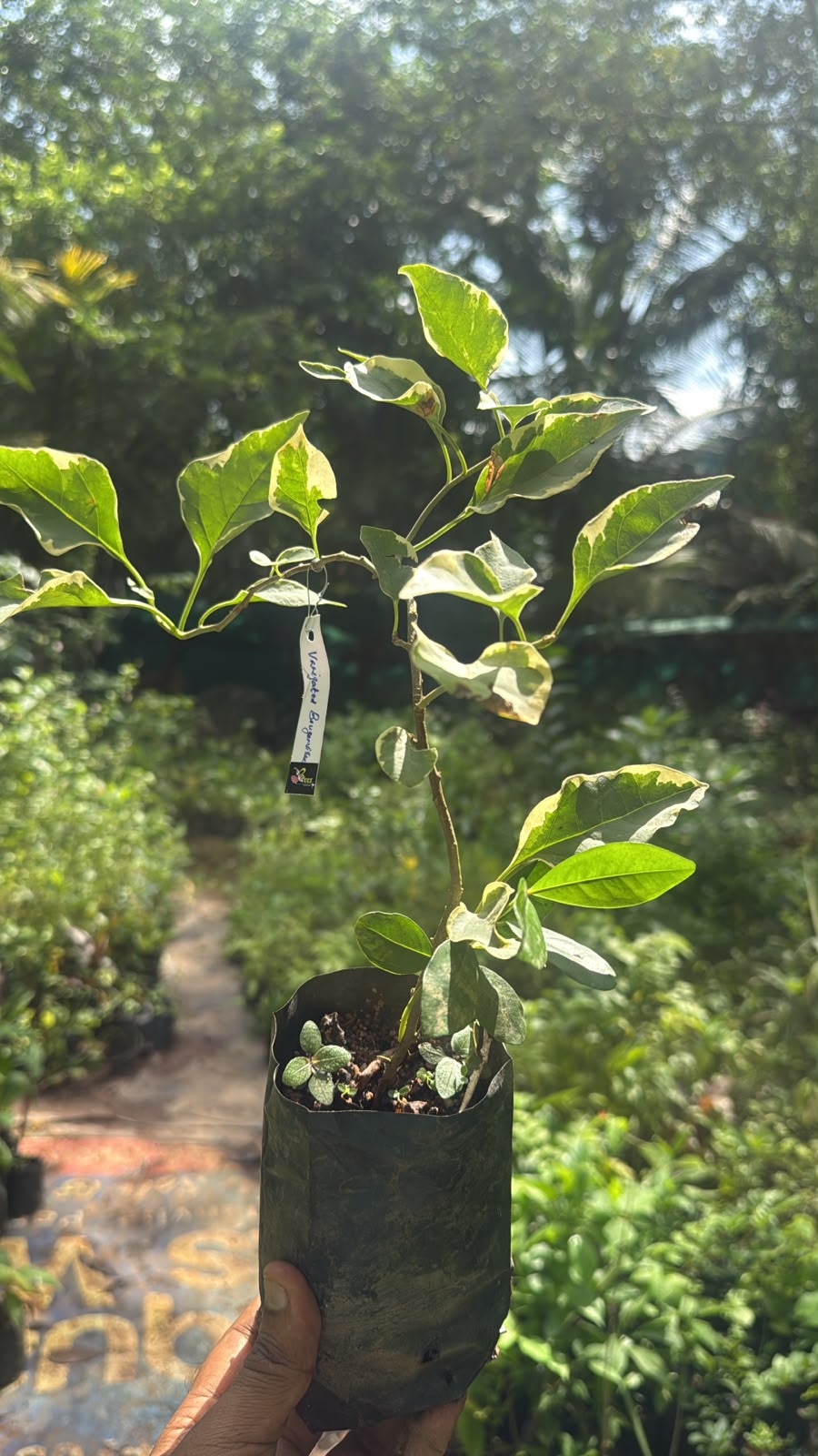 Bees Plant Hub Variegated  Bougainvillea Red (Paper Flower) Leaves Flowering Live Plant