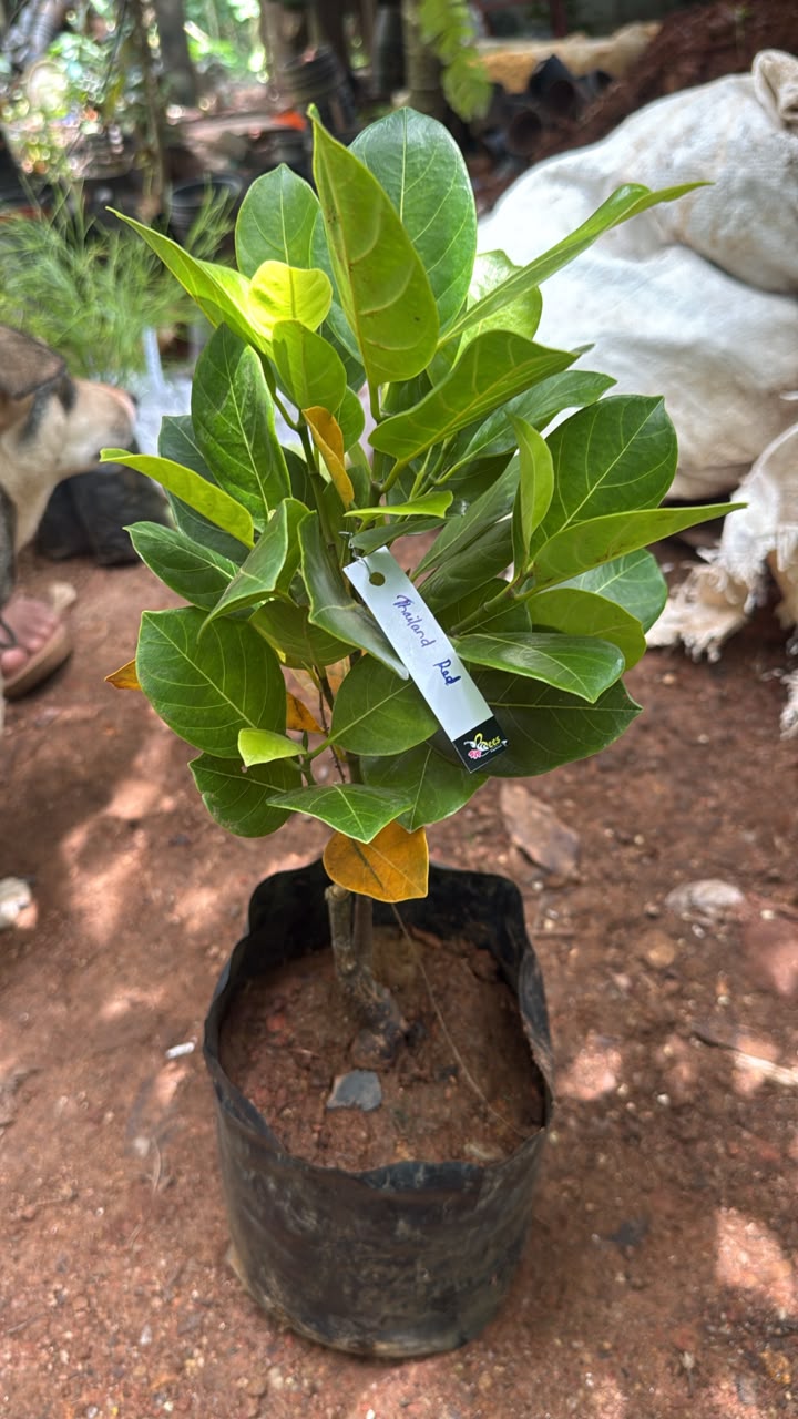 Bees Plant Hub Vietnam Super Early Grafted Live Jack Fruit Plant - Red