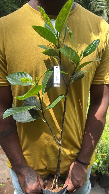 Bees Plant Hub Vietnam Super Early Grafted Live Jack Fruit Plant - Red