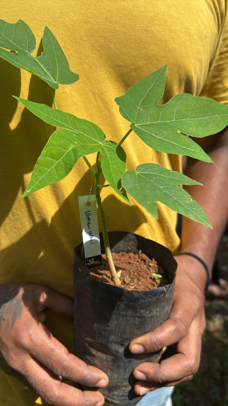 Bees Plant Hub Vietnam Yellow Papaya Fruit Live Plant