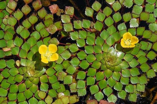 Bees Plant Hub Water Mosaic (Ludwigia sedioides) Live Plant - Pack of 2
