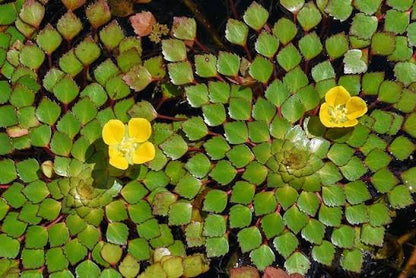 Bees Plant Hub Water Mosaic (Ludwigia sedioides) Live Plant - Pack of 2