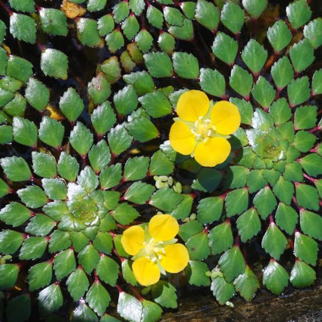 Bees Plant Hub Water Mosaic (Ludwigia sedioides) Live Plant - Pack of 2