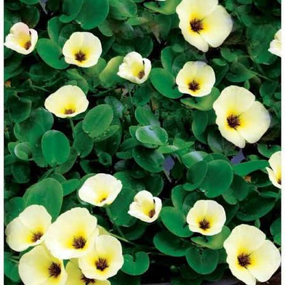 Bees Plant Hub Water Poppy (Hydrocleys Nymphoides) Live Plant