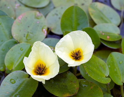 Bees Plant Hub Water Poppy (Hydrocleys Nymphoides) Live Plant