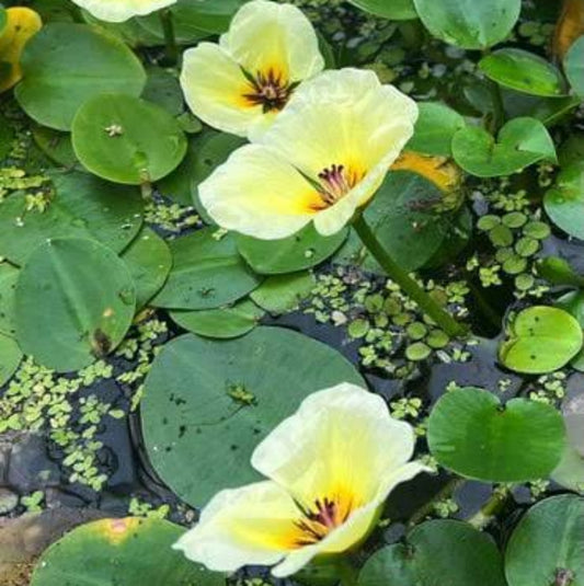 Bees Plant Hub Water Poppy (Hydrocleys Nymphoides) Live Plant