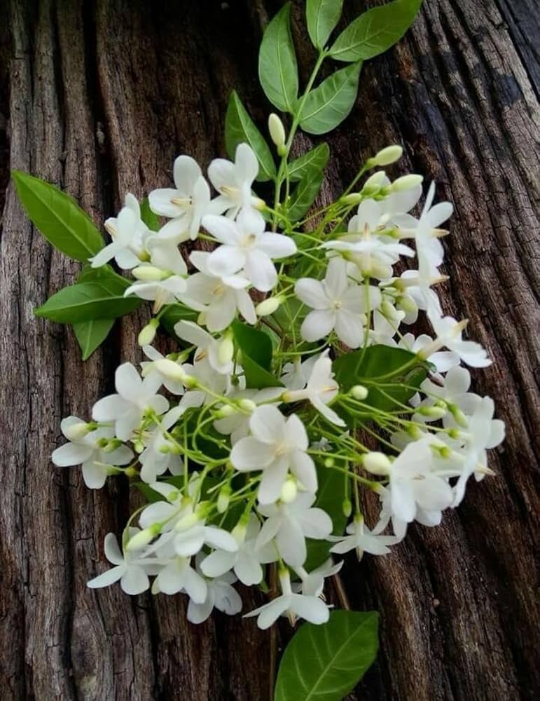 Bees Plant Hub Water Jasmine Single Petal Highly Fragrant Flowering Rare Live Plant - Green Leaves
