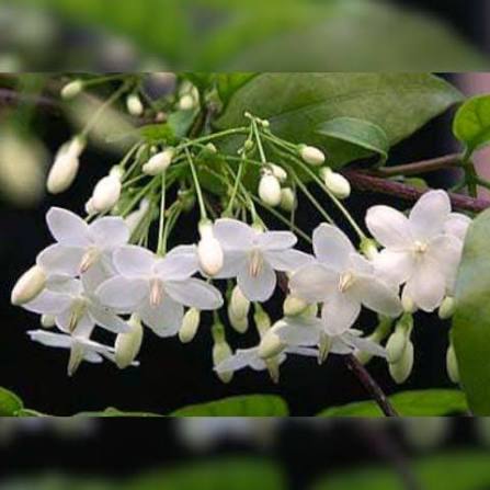 Bees Plant Hub Water Jasmine Single Petal Highly Fragrant Flowering Rare Live Plant - Green Leaves