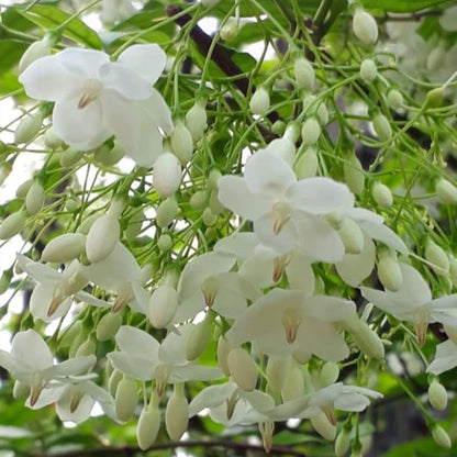 Bees Plant Hub Water Jasmine Single Petal Highly Fragrant Flowering Rare Live Plant - Green Leaves