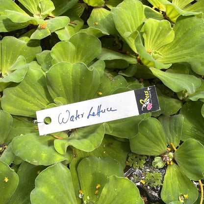 Bees Plant Hub Water Lettuce (Pistia stratiotes) Live Plant - Pack of 2