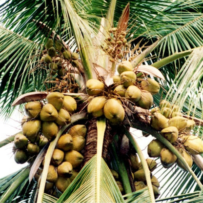 Bees Plant Hub West coast tall Coconut Tree Plant