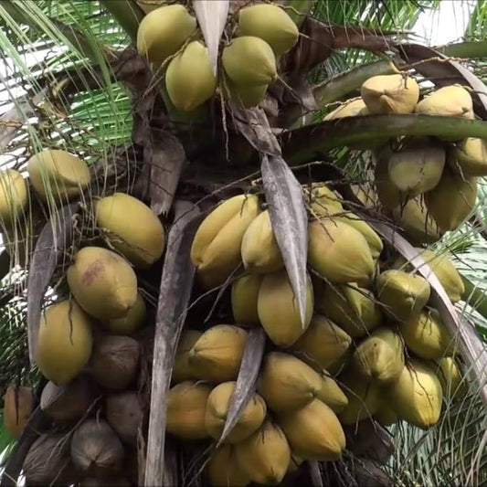 Bees Plant Hub West coast tall Coconut Tree Plant