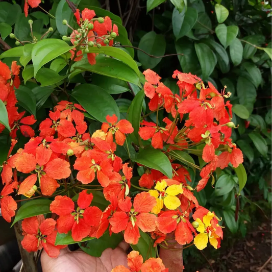 Bees Plant Hub Western Red Trailing Vine (Bauhinia coccinea) Rare Flowering Live Plant