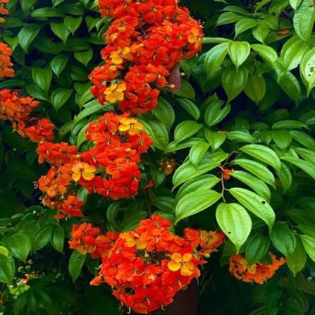 Bees Plant Hub Western Red Trailing Vine (Bauhinia coccinea) Rare Flowering Live Plant