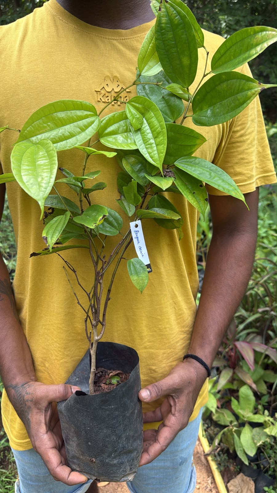 Bees Plant Hub Western Red Trailing Vine (Bauhinia coccinea) Rare Flowering Live Plant