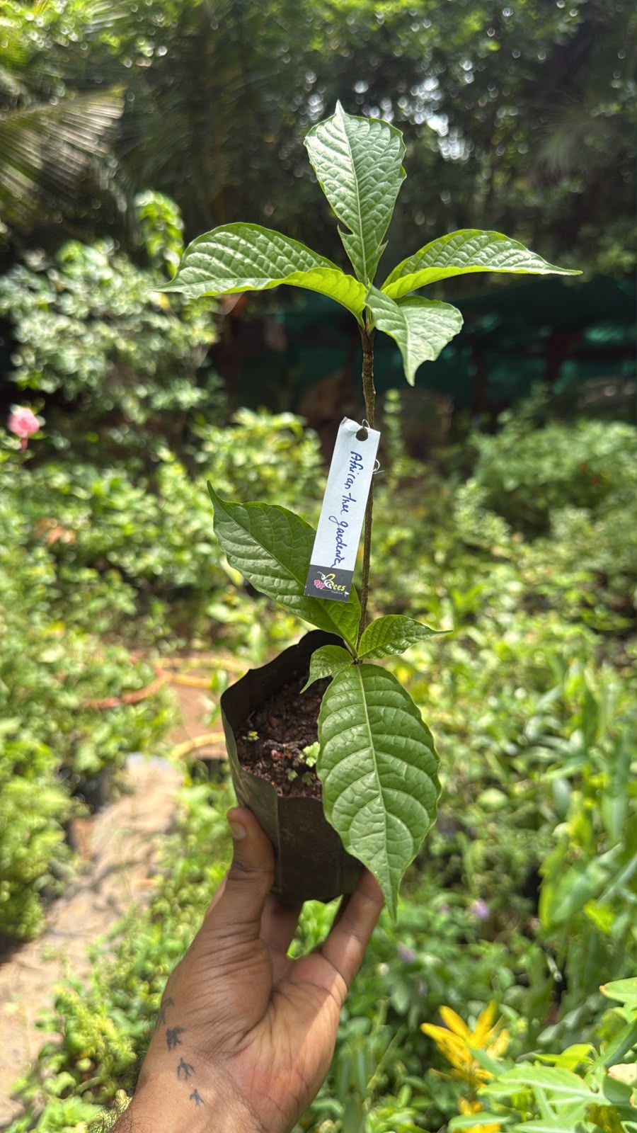 Bees Plant Hub African Tree Gardenia (Euclinia longiflora) Flowering Live Plant