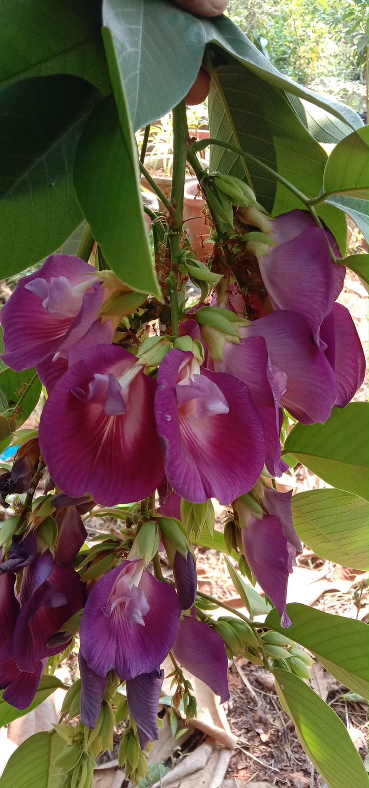 Bees Plant Hub Butterfly Pea Tree (Clitoria arborea) Rare Live Plant