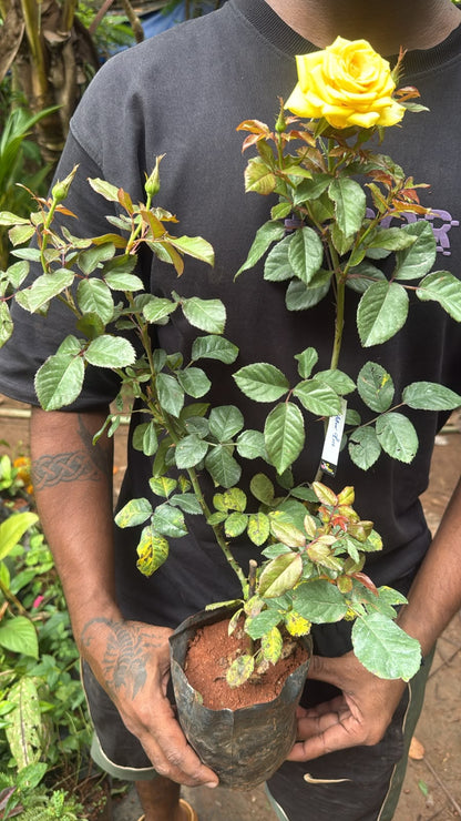 Bees Plant Hub Yellow Rose Live Plant