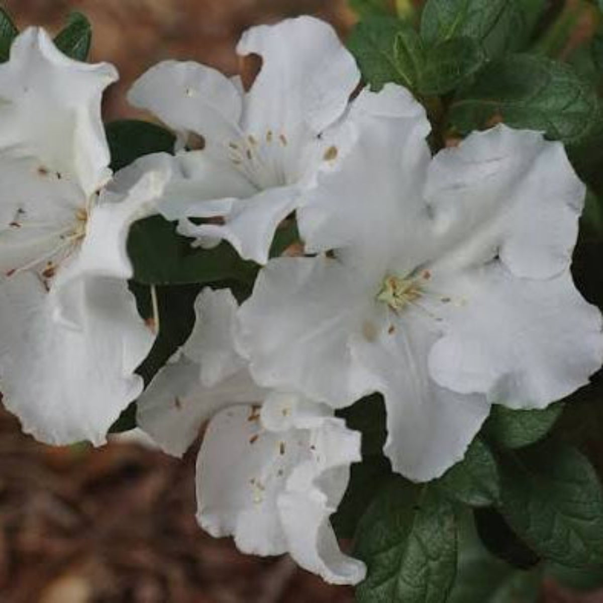 Bees Plant Hub White Azalea Ruffle (Rhododendron) Rare Flowering Live Plant
