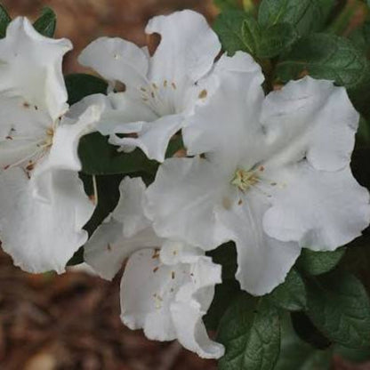 Bees Plant Hub White Azalea Ruffle (Rhododendron) Rare Flowering Live Plant