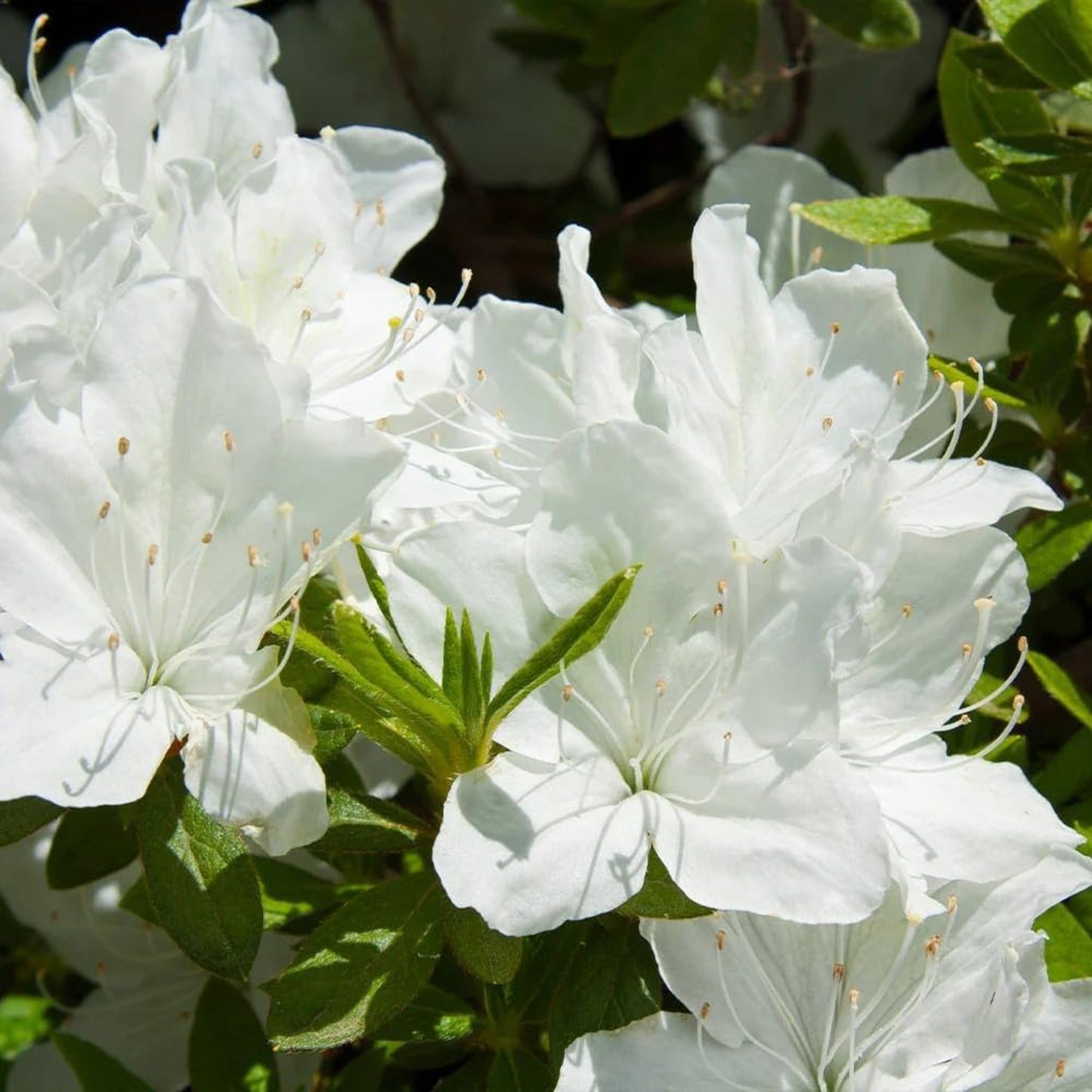 Bees Plant Hub White Azalea Ruffle (Rhododendron) Rare Flowering Live Plant