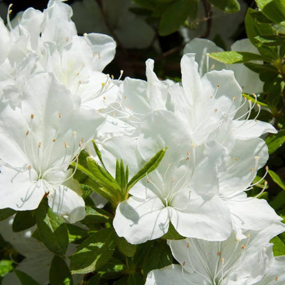 Bees Plant Hub White Azalea Ruffle (Rhododendron) Rare Flowering Live Plant