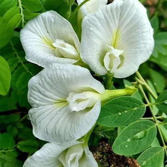 Bees Plant Hub White Butterfly Pea Vine (Clitoria ternatea) Flowering Live Plant