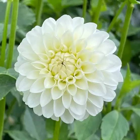 Bees Plant Hub White Dahlia Flowering Live Plant